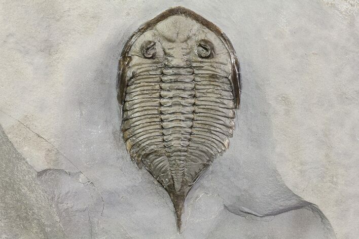 Dalmanites Trilobite Fossil - New York #68511
